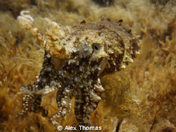 CuttleFish by Alex Thomas 